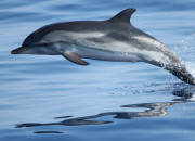 Quiz Vie et habitat : les baleines et les dauphins