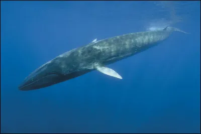 Quelle est sa longévité ?