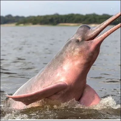 Comment s'appelle ce dauphin ?