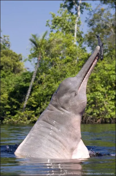 Est-il menacé d'extinction ?