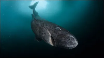 Quel est ce requin, dont l'espérance de vie atteindrait les 400 ans ?