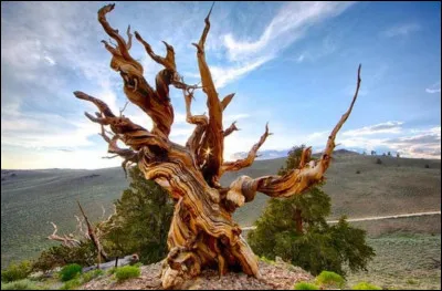 Dans quel État des États-Unis se trouve ce pin Bristlecone, un arbre vieux de 4 800 ans ?