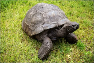 Quel est le prénom de cette tortue des Seychelles, âgée de plus de 190 ans ?