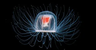 Quelle est l'espérance de vie estimée de la méduse Turritopsis nutricula ?