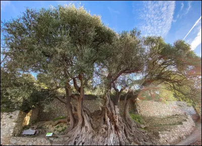 Quel est cet arbre de Roquebrune-Cap-Martin, vieux de plus de 2 000 ans ?