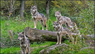 Quelle créature ressemble le plus au loup-garou ?