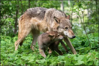 Où habite "principalement" le loup ?