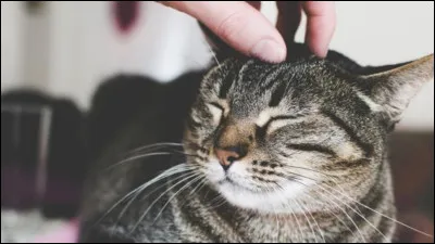 Si tu voulais être un chat de ''La Guerre des clans'', tu voudrais être : (3/4)