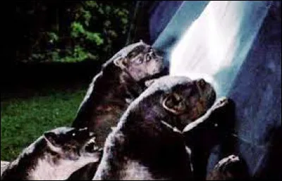 Quelle mutation préférerais-tu ? (1)