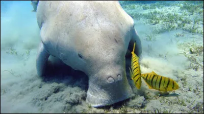 À quel animal se rapporte l'adjectif amouillante ?