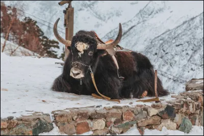 Stéphanie recherche le nom de cet animal. Pouvez-vous l'aider ?