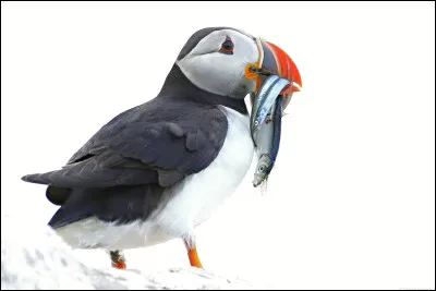 Stéphanie recherche le nom de cet animal. Pouvez-vous l'aider ?