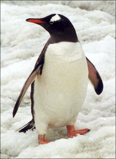 Stéphanie recherche le nom de cet animal. Pouvez-vous l'aider ?