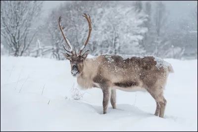 Stéphanie recherche le nom de cet animal. Pouvez-vous l'aider ?