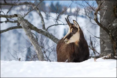 Stéphanie recherche le nom de cet animal. Pouvez-vous l'aider ?