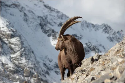 Stéphanie recherche le nom de cet animal. Pouvez-vous l'aider ?