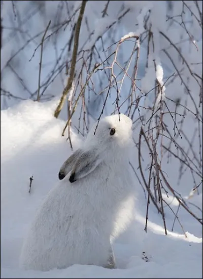 Stéphanie recherche le nom de cet animal. Pouvez-vous l'aider ?