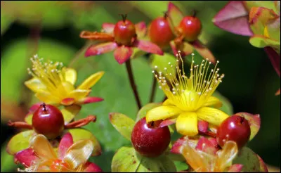 Millepertuis : parmi ses multiples vertus, pourquoi est-il réputé ?