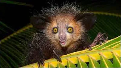 Et un petit clin d'il... dans quelle série d'animation voit-on aye-aye ?