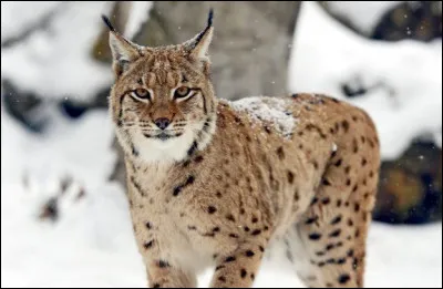 Vous avez reconnu le bel animal, mais quelles illustrations vont ensemble pour lui donner son autre nom ?