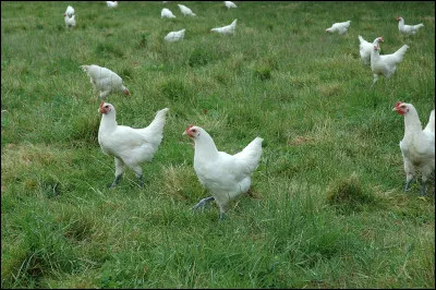 Quelle figure représentant une princesse burgonde conviendra pour avoir une race de poule française parcourant les concours ?