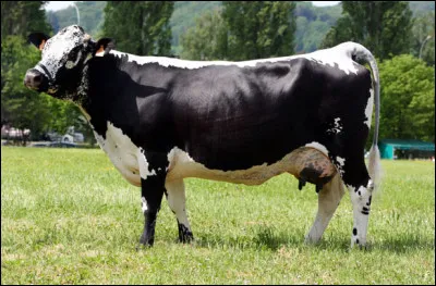 Sur quels versants de montagne française pâture cette vache robuste de type mixte, laitière et viande ?