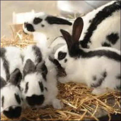 De quelle forme est la tache (critère standard de la race) entourant le nez de ce très beau lapin ?