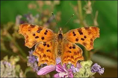 Ce joli papillon porte un nom composé d'un prénom (attribué à un duc normand que l'on disait coléreux, violent et terrorisant la campagne ), en est-il de même pour le lépidoptère ?
Associez-lui une illustration.