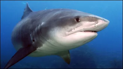 Ajoutons un fauve à ce requin de Bornéo et nous obtenons son nom !
