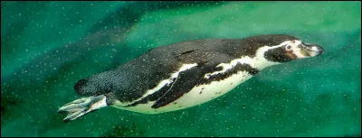 Quelle est cette espèce de manchot ?