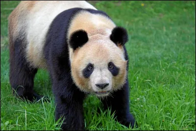 Quel est le nom du bébé panda géant, né en 2017 ?