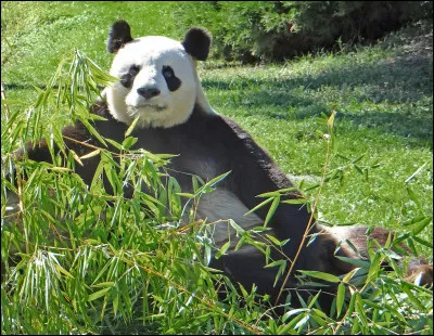 Combien y a-t-il eu de visiteurs à Beauval en 2019 ?