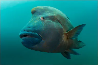 Quel est ce poisson en N, un labre osseux marin des récifs coraliens ?
