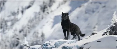 As-tu vu "L'Appel de la forêt" ?