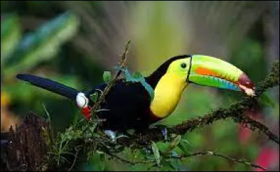 Parmi les oiseaux présentés, lequel préfères-tu ?