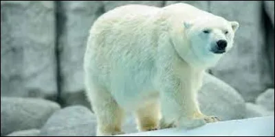 Quel carnivore ou omnivore préfèrerais-tu être ?