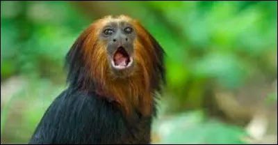 Si quelqu'un pollue, que fais-tu ?