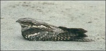 L'engoulevent d'Europe est un oiseau ...