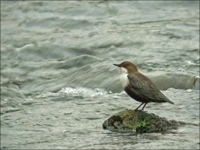 Quelle est la particularit du cingle plongeur ?