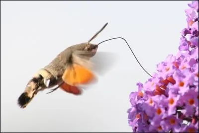 Le moro-sphinx est un papillon ...