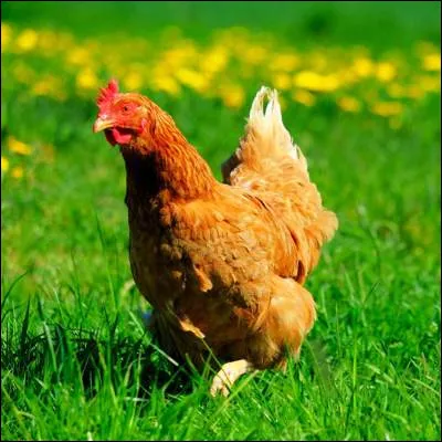 Quel oiseau, gibier tr&egrave;s appr&eacute;ci&eacute;, dont la femelle peut &ecirc;tre appel&eacute;e poule, poss&egrave;de des esp&egrave;ces de Colchide, imp&eacute;rial et scintillant ?