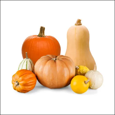 Existe-t-il des courges de compagnie ?