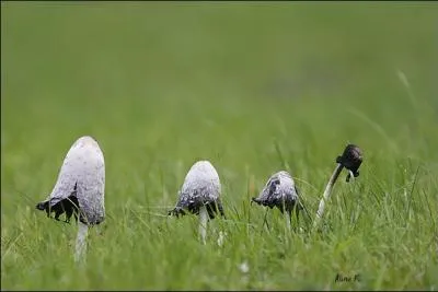 L'ingestion du coprin noir d'encre est dangereuse dans quelles circonstances ?