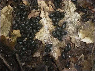 Cet amas de crottes porte le nom de 'moquettes'. De quel animal proviennent-elles ?