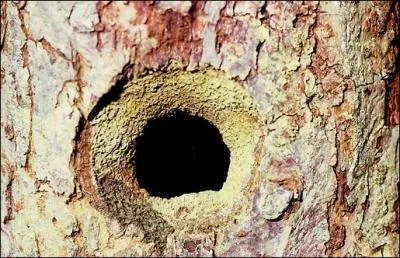 L'entre de ce trou d'arbre  t maonn par un oiseau afin d'en rduire le diamtre. De quel oiseau s'agit-il ?