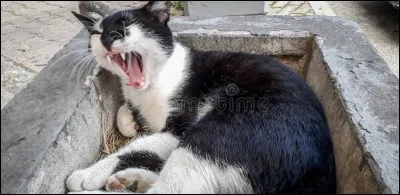 Maintenant ton apprenti s'ennuie et s'entraine moins bien, pour quelle raison penses-tu qu'il est fatigué ?