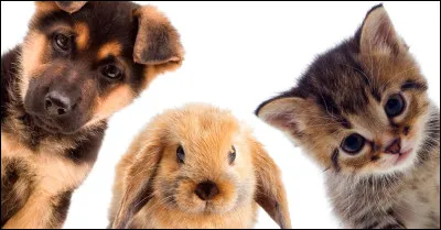 Quel est ton animal pr&eacute;f&eacute;r&eacute; ?