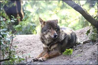 Veux-tu qu'il soit couché ou assis ?