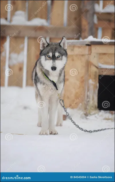Veux-tu que ce soit un animal de compagnie ?