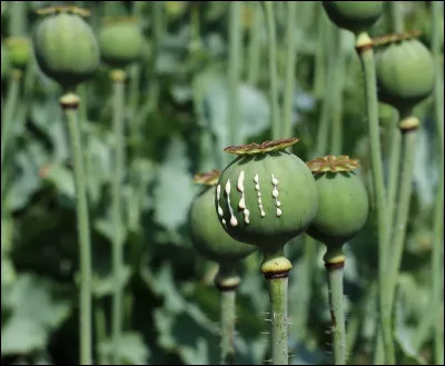 Quels pays font partie du Triangle d'or, région où la production d'opium représentait plus de 80 % de la production mondiale ?